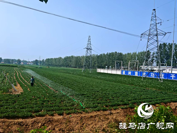 平輿縣老王崗鄉：干群同心抗旱保秋 為秋糧豐收“保駕護航”