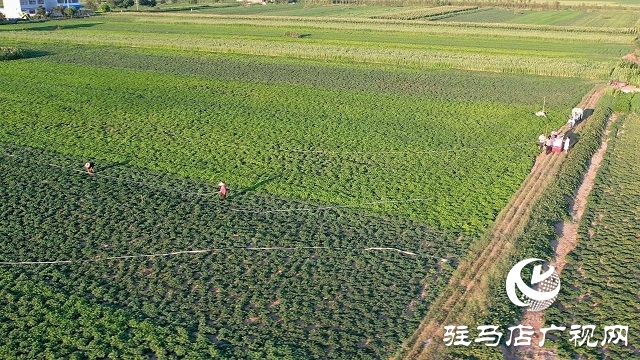  新蔡縣磚店鎮：干群同心抗旱情 全力保秋穩增收