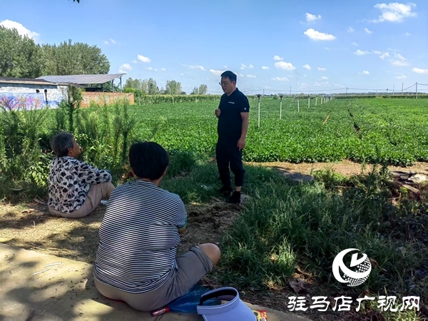 平輿縣陽城鎮：多措并舉抗旱保秋 筑牢糧食安全防線