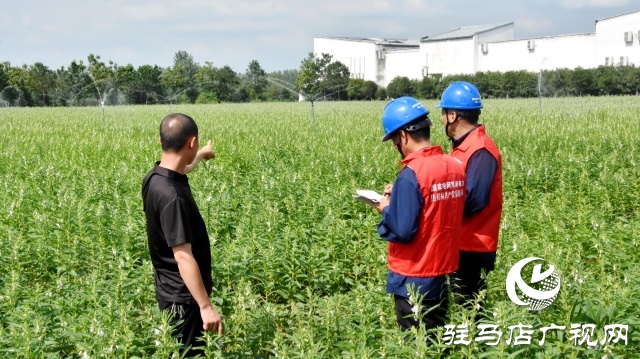 國網平輿縣供電公司：抗旱保電潤芝麻 電力護航保豐收
