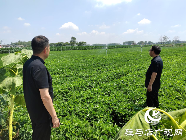 平輿縣射橋鎮：多措并舉抗旱保秋 力保糧食生產安全
