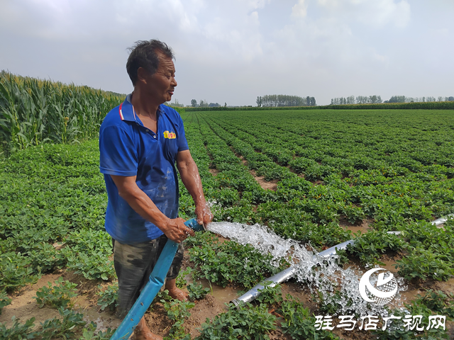 驛城區水屯鎮：干群攜手抗旱保秋 全力守護糧食安全?