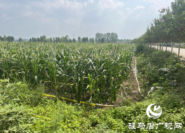 驛城區香山街道：多源聯動為秋作物“解渴”
