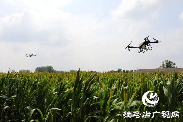 平輿縣十字路鄉：無人機“空中助陣” 科技抗旱保秋收