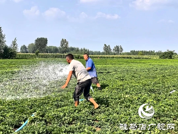 平輿縣西洋店鎮：干群同心戰旱情 保水護秋穩民生
