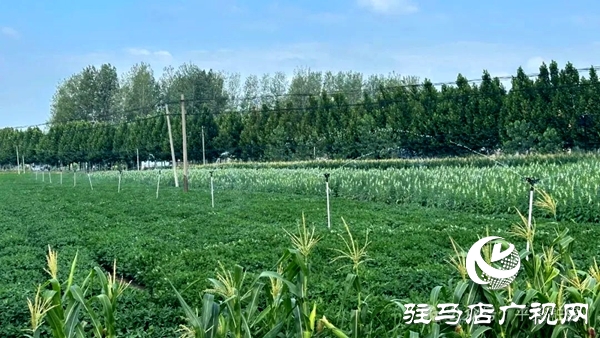 平輿縣玉皇廟鄉：新老機井“手牽手” 電力灌溉潤良田