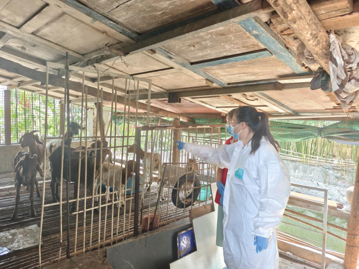 駐馬店市首席科普專家下鄉指導養羊戶解疫病難題