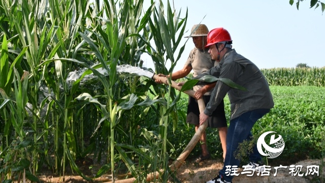 國網確山縣供電公司：汗水鑄就“強電網”  守護秋糧“生命線”