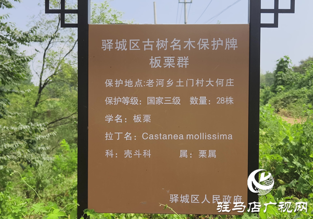 驛城區老河鄉：百年古栗園 繪就生態畫卷