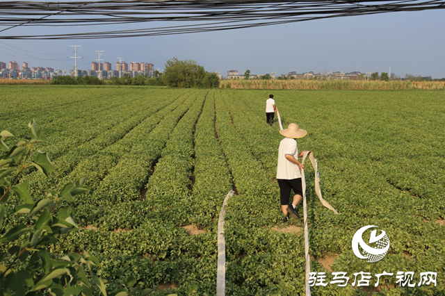 驛城區香山街道：多管齊下抗旱 千畝農田“解渴”有盼