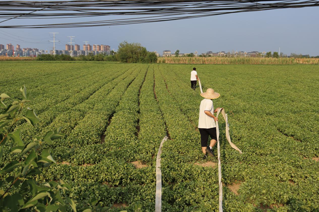 驛城區香山街道：多管齊下抗旱 千畝農田“解渴”有盼