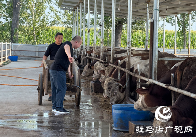 【文明風采天中行 】從路難行到牛出名 中國好人張世中帶領石寨鋪蹚出振興路