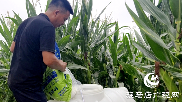驛城區水屯鎮：久旱逢甘霖 莊稼煥生機