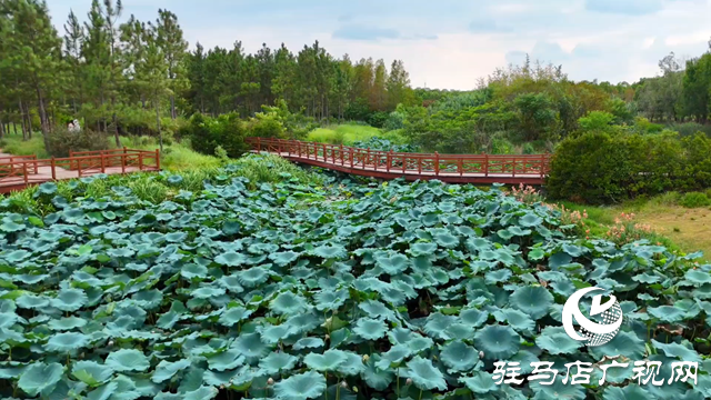 天中濕地植物園：從污水凈化到詩意棲居 勾勒生態新圖景