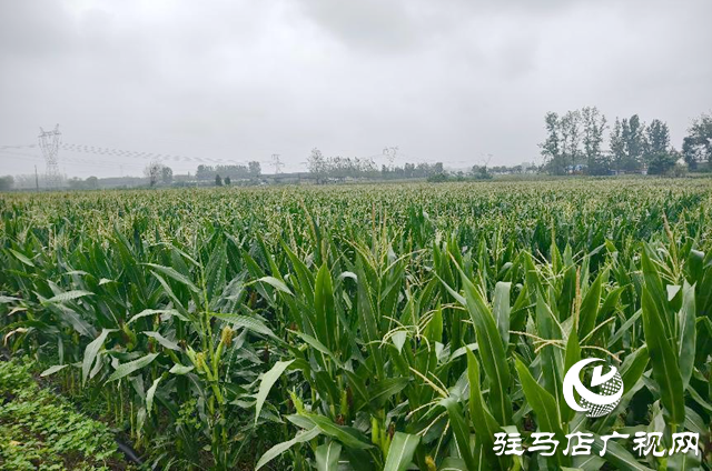 驛城區水屯鎮：久旱逢甘霖 莊稼煥生機