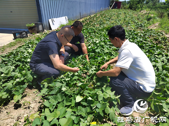 上蔡縣楊屯鄉楊仕位村：因地制宜發展特色種植 幫助村民實現持續增收
