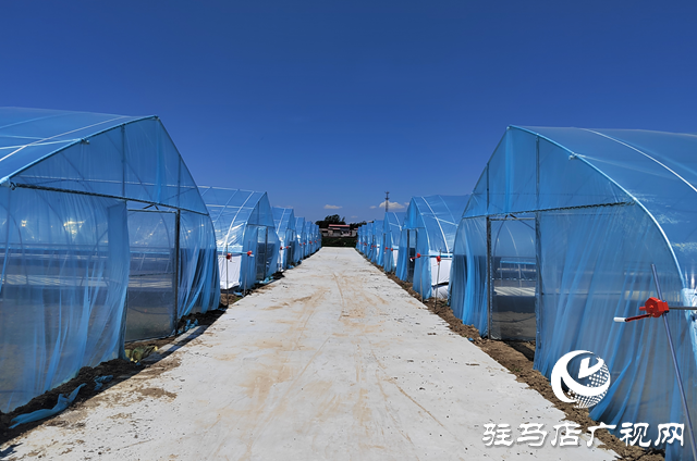 上蔡縣楊屯鄉楊仕位村：因地制宜發展特色種植 幫助村民實現持續增收
