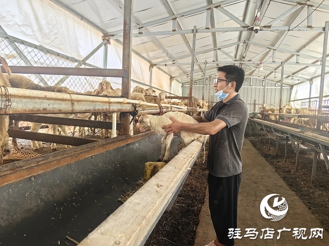 新蔡縣宋崗：斗高溫戰酷暑 穩產業興鄉村
