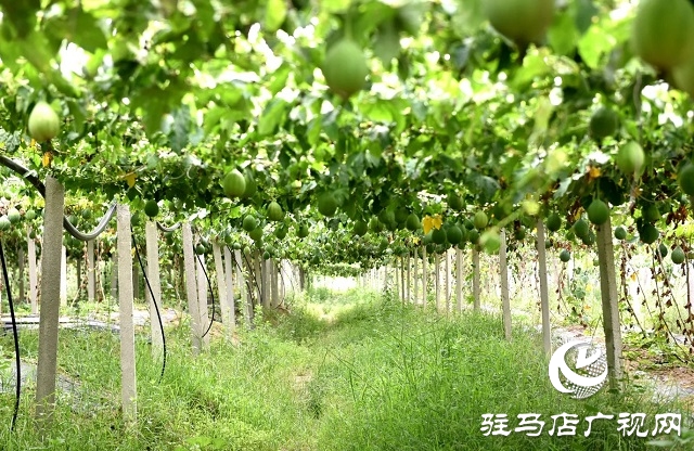 新蔡縣宋崗：斗高溫戰酷暑 穩產業興鄉村