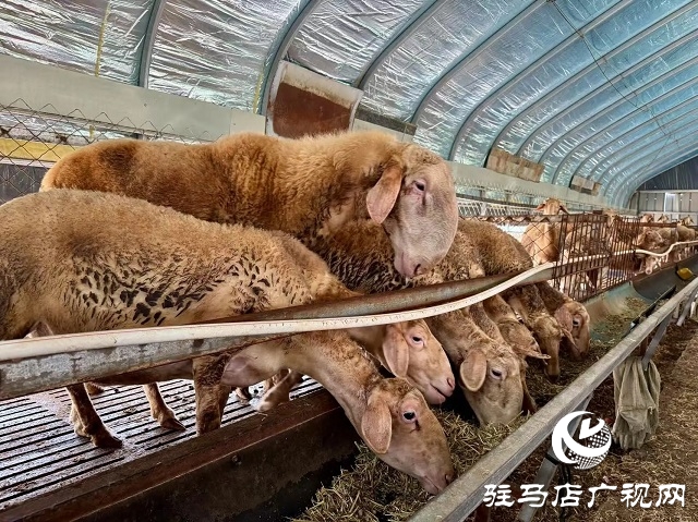 新蔡縣宋崗：斗高溫戰酷暑 穩產業興鄉村