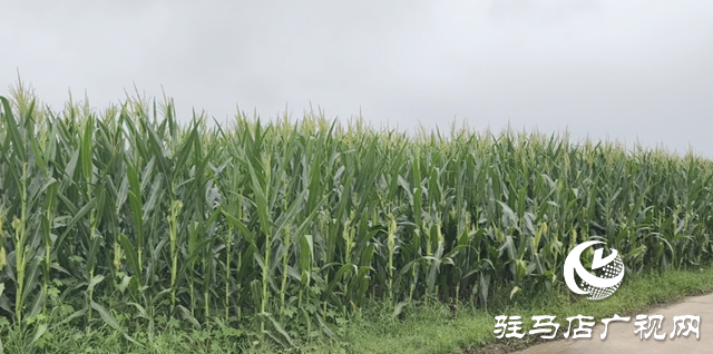 驛城區：田間地頭送技術 全力筑牢玉米穩產根基
