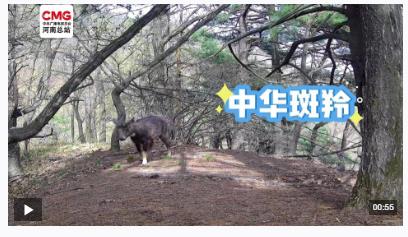 不被打擾的“相遇”！寶天曼多種野生動物“入鏡”紅外相機