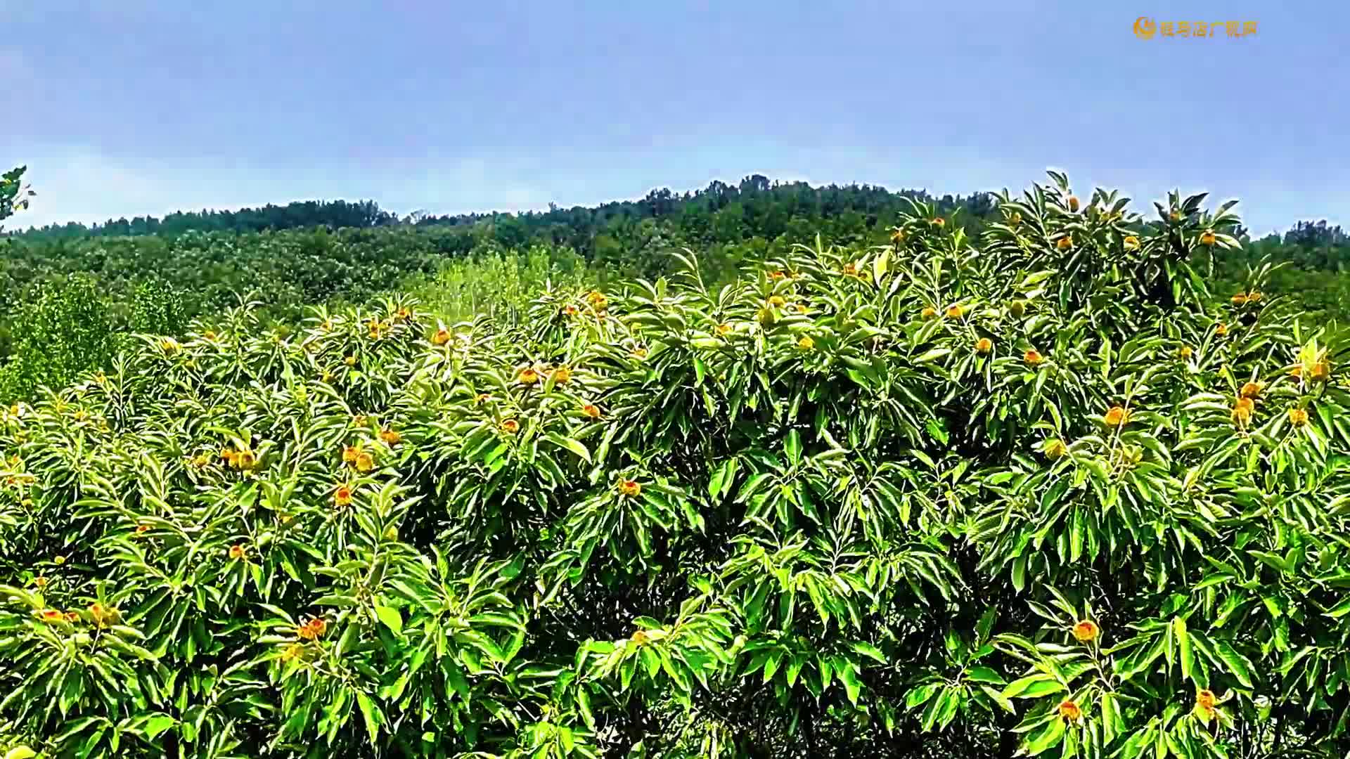 【大美天中】驛城區老河鄉：穿越百年時光 邂逅栗林盛景
