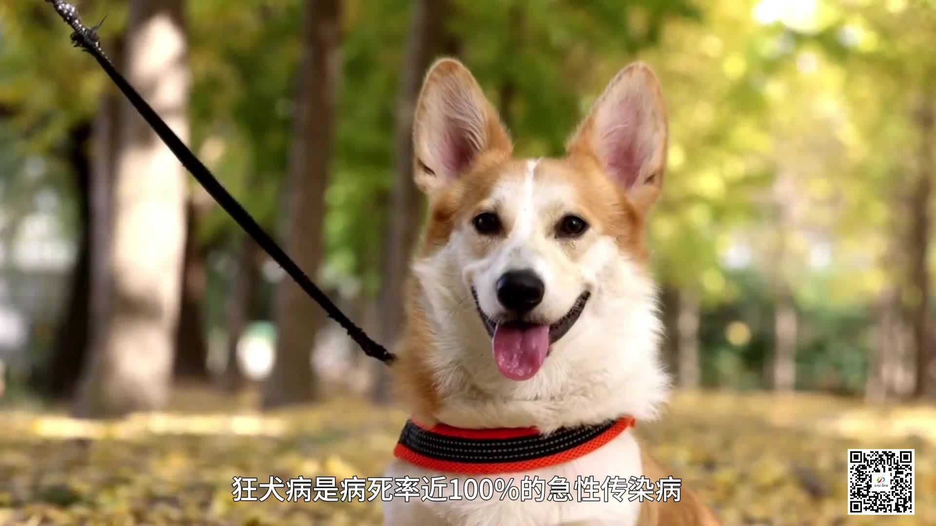 24小時開診 駐馬店市中醫院新增犬傷門診