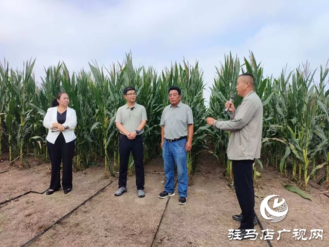  全省玉米花生滴灌水肥一體化推進會暨網絡觀摩培訓在西平縣舉行