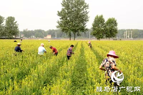 平輿縣廟灣鎮：黃花菜結出富民增收“金花朵”