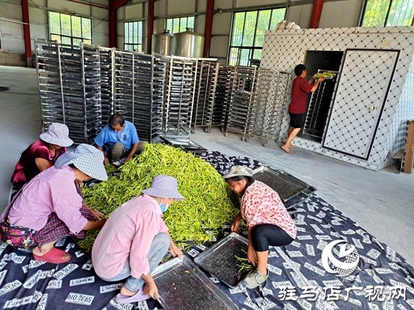 平輿縣廟灣鎮：黃花菜產業鋪就村民“黃金路”