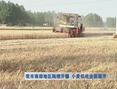 我市南部地區陸續開鐮  小麥機收全面展開